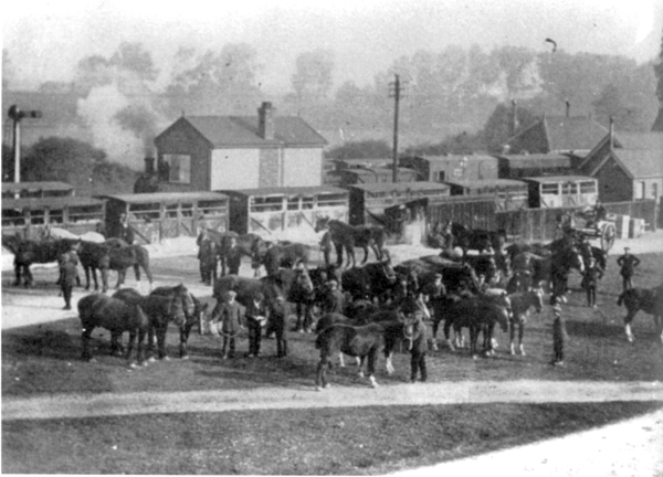 Horses at Winslow Station